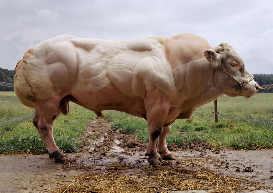 Animales vivos que se parecen a Arnold Schwarzenegger de Animal Kingdom