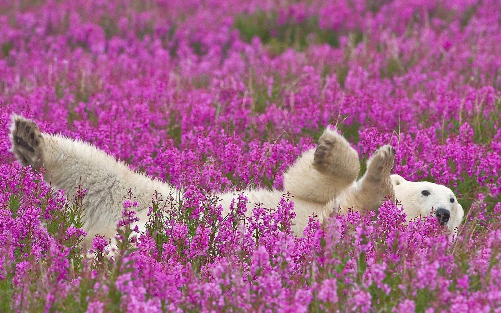 El oso mínimo polar que has visto. Auge