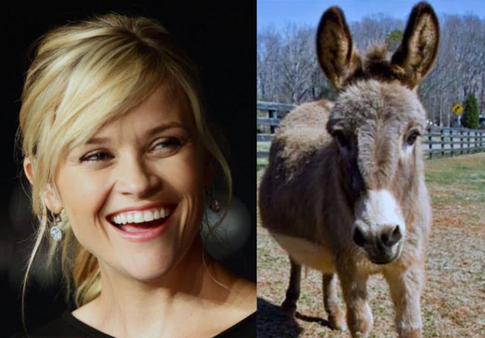 Los 10 animales famosos más inusuales que hemos visto jamás