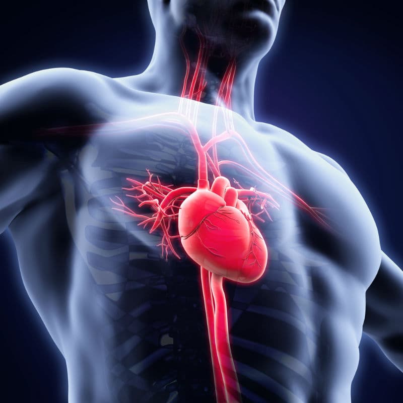 15 datos sobre el cuerpo humano que te harán cuestionarlo todo