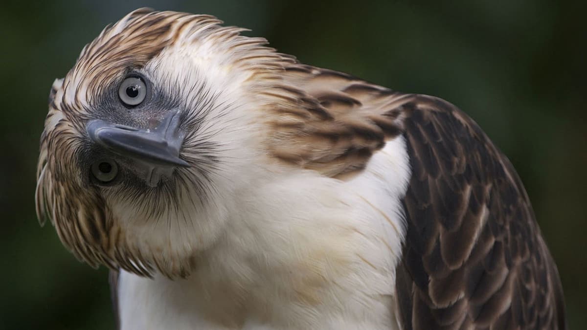 animales_increíbles_que_puedes_encontrar_solo_en_filipinas_04