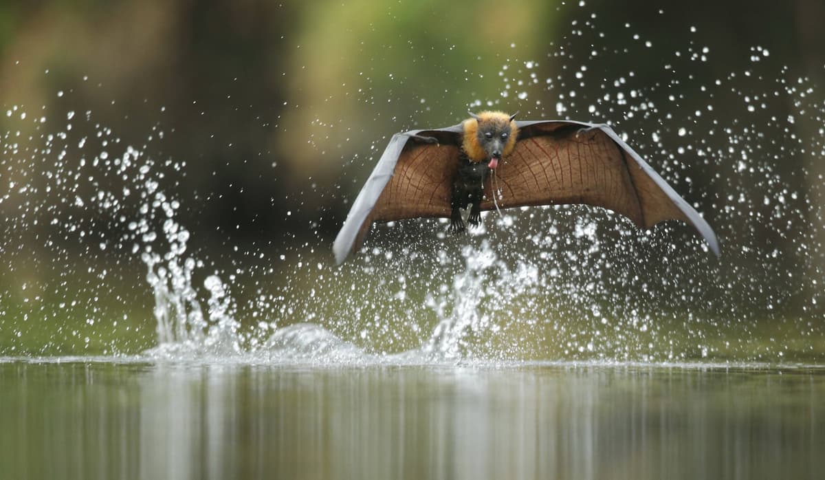 animales_increíbles_que_puedes_encontrar_solo_en_filipinas_05