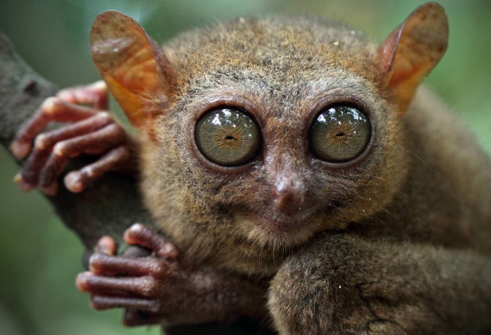animales_increíbles_que_puedes_encontrar_solo_en_filipinas_06