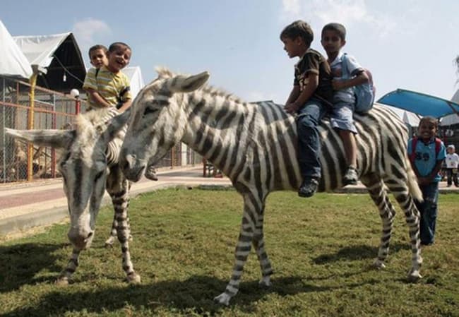 9 incidentes escandalosos en el zoológico