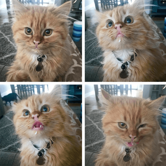 estos_dos_gatitos_son_polares_opuestos_pero_ellos_el_objetivo_tu_corazón_06