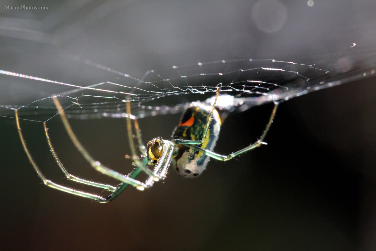 Macro_photos_that_take_you_to_another_world_08