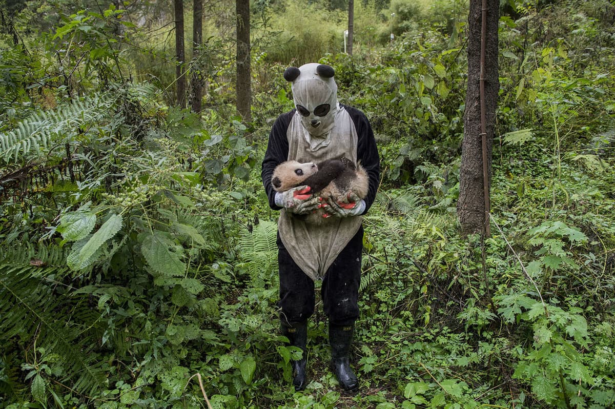 Sony-World-Fotography-06-Pandas-Gone-Wild