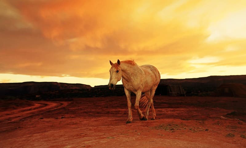 14 Ejemplos de mente de naturaleza extranjera y hermosa 15