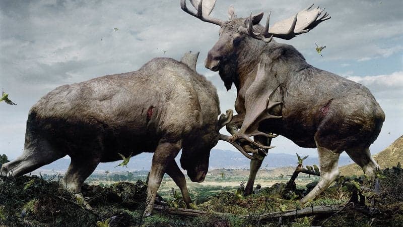Reino de animales apocalípticos Simen Johan: