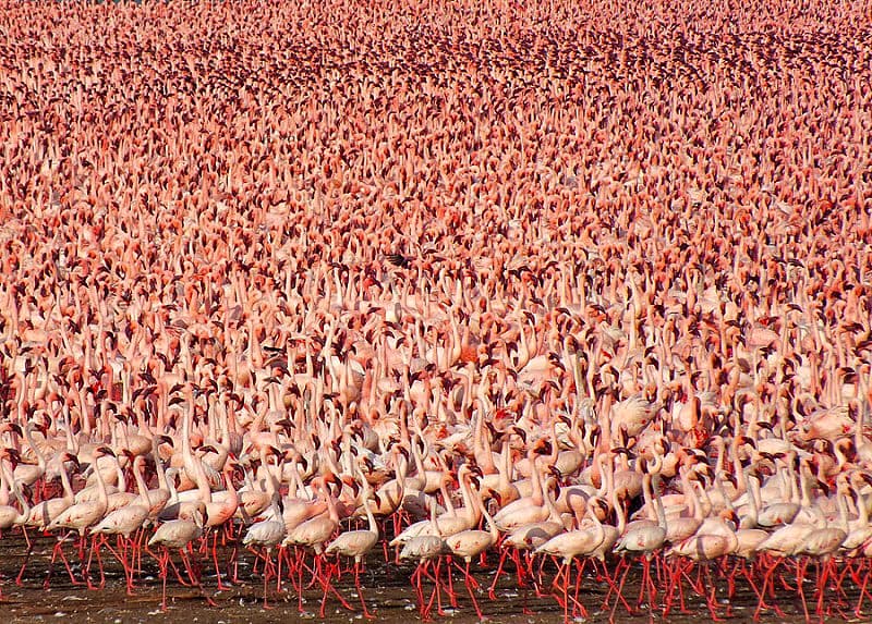 Millones de lago Nakuru de flamenco rosa