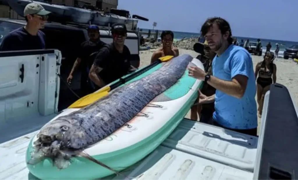 El increíble pescado de "Doomsday" regresa a la costa de California
