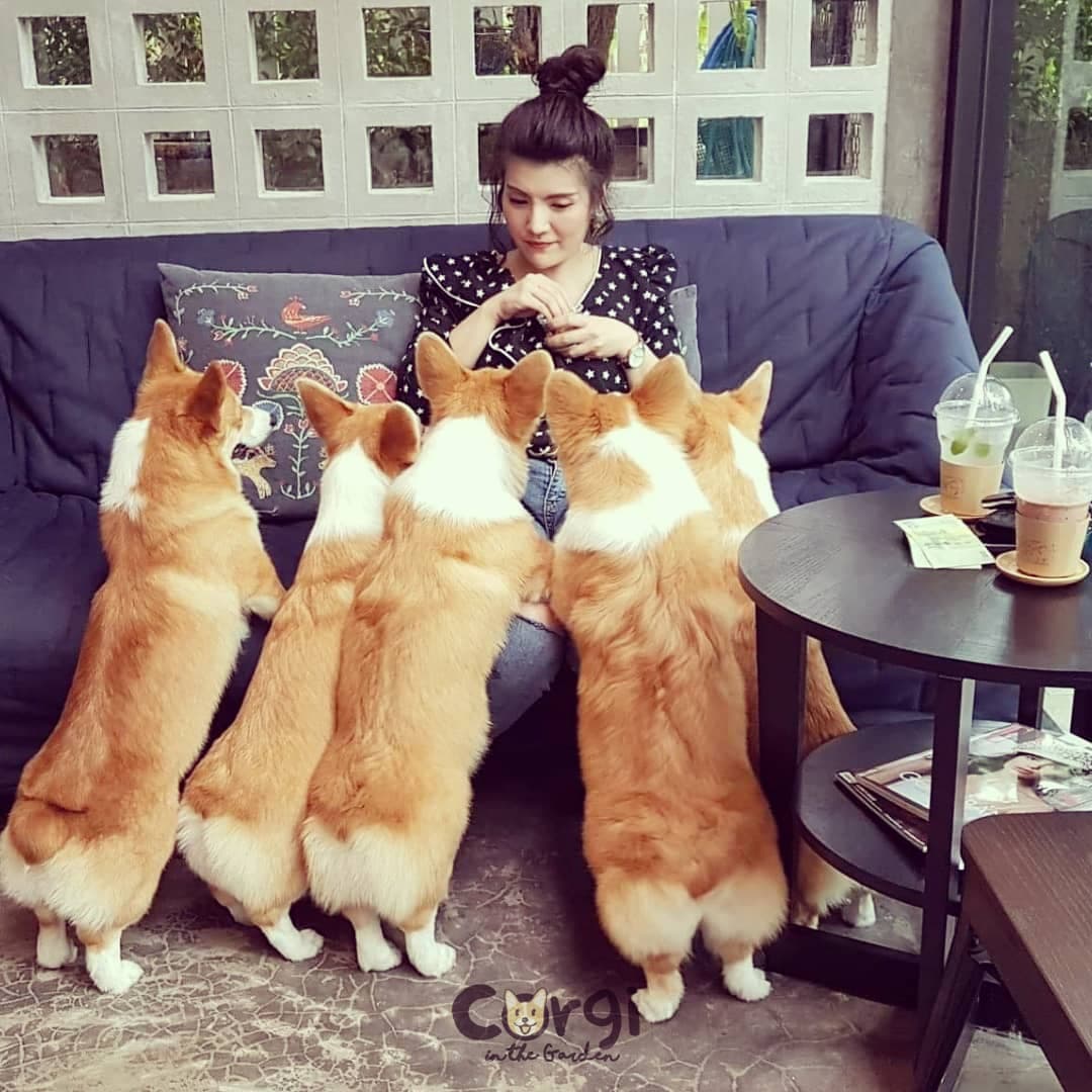 Adorables corgis disfrutando de café en Bangkok.