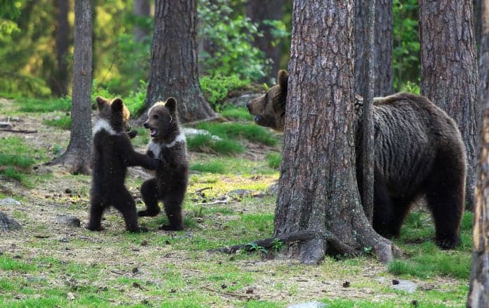 Adorables cachorros bailarines se vuelven virales en la red.