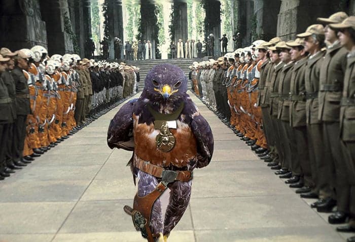 This-Hawk-Photoshop-Battle-Is-Epic-13