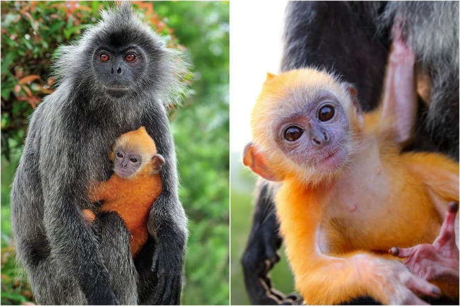 ¡14 adorables crías de animales que iluminarán tu día!