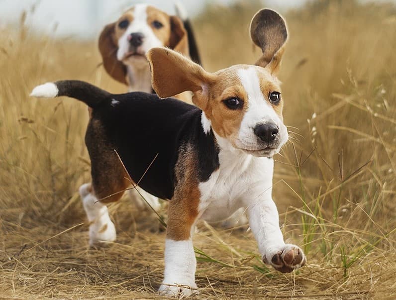 Nueve de las razas de perros más aptas para la familia.