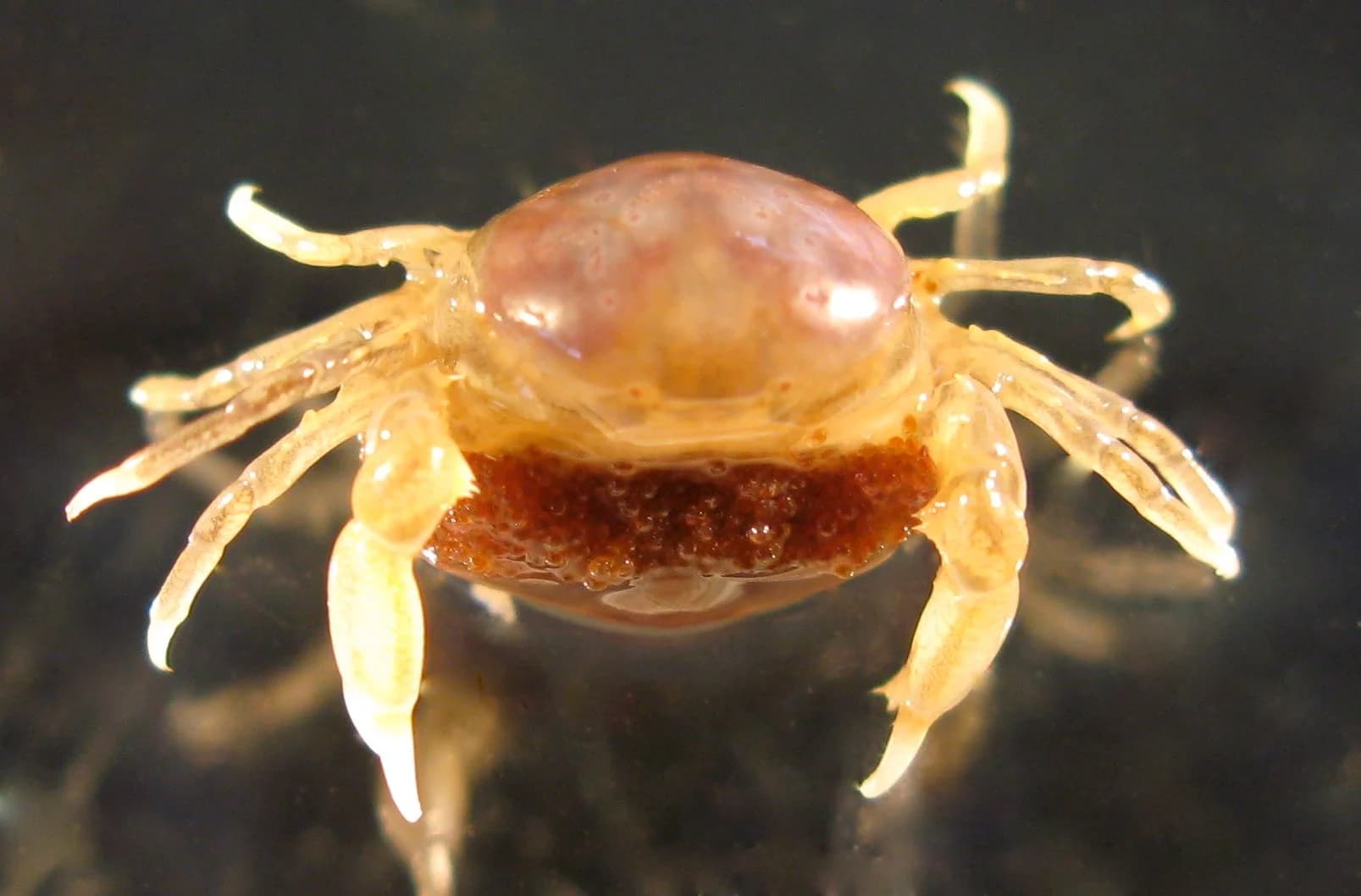 Los 10 macroparásitos más siniestros de la naturaleza.