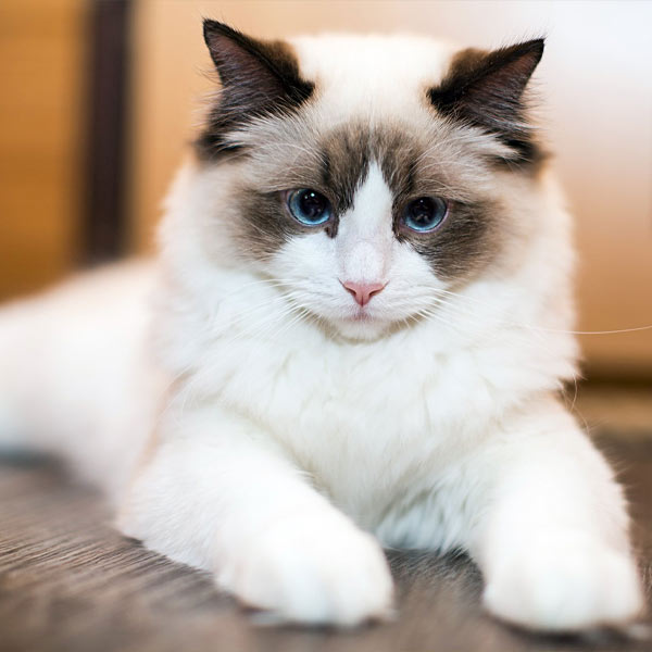 gatos más grandes del mundo