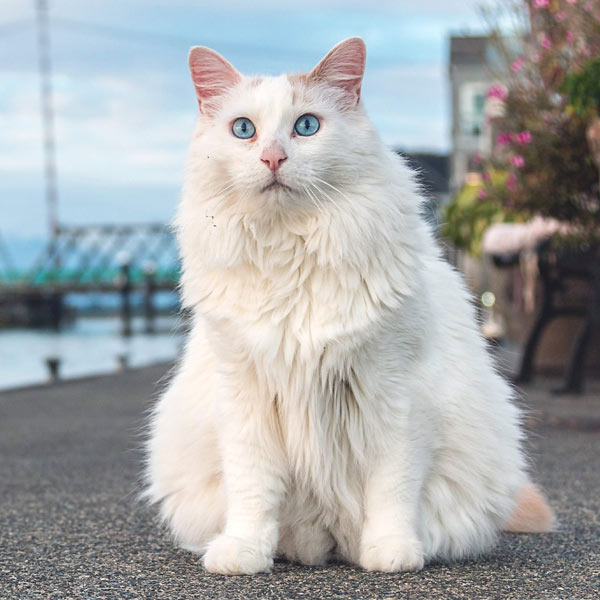 gatos más grandes del mundo