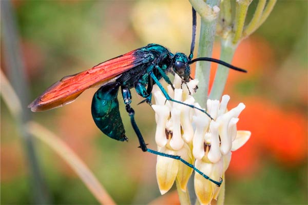 insectos más grandes del mundo