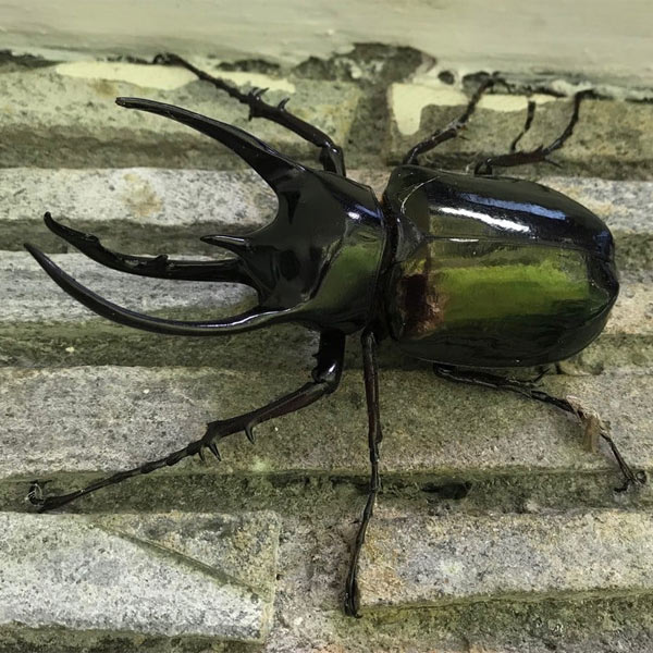 insectos más grandes del mundo