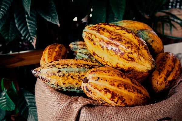 datos fascinantes sobre el chocolate