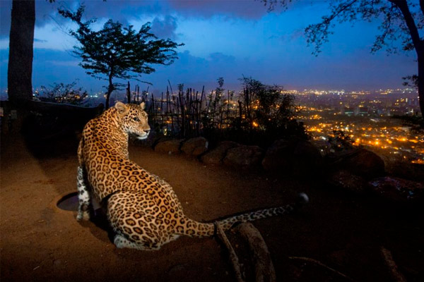 animales salvajes que invaden