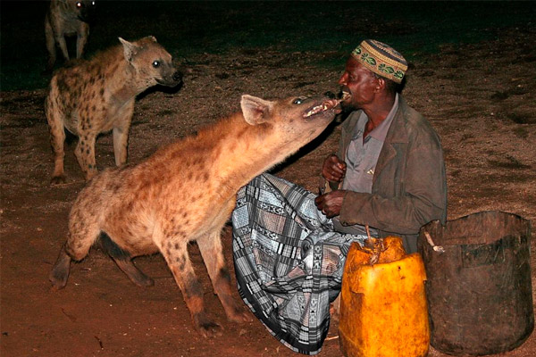 animales salvajes que invaden