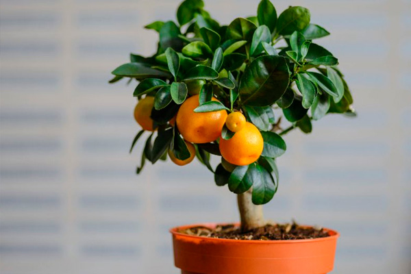 plantas de interior para un buen Feng Shui