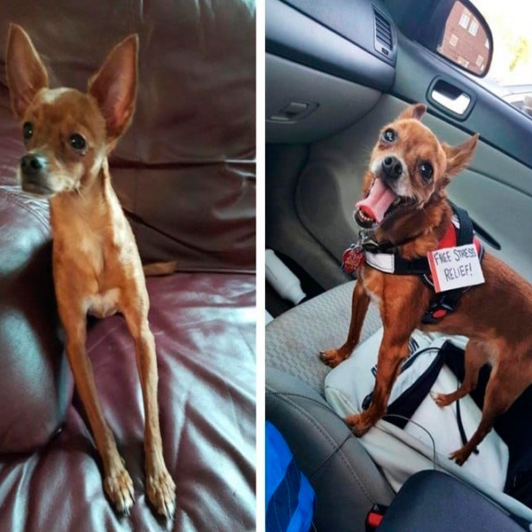 Perro rescatado