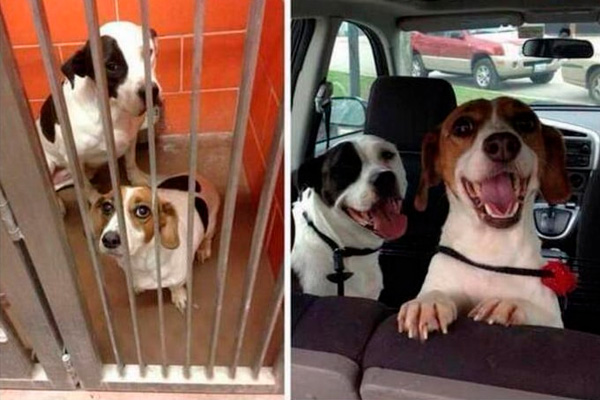 Perro rescatado
