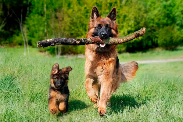 razas de perros