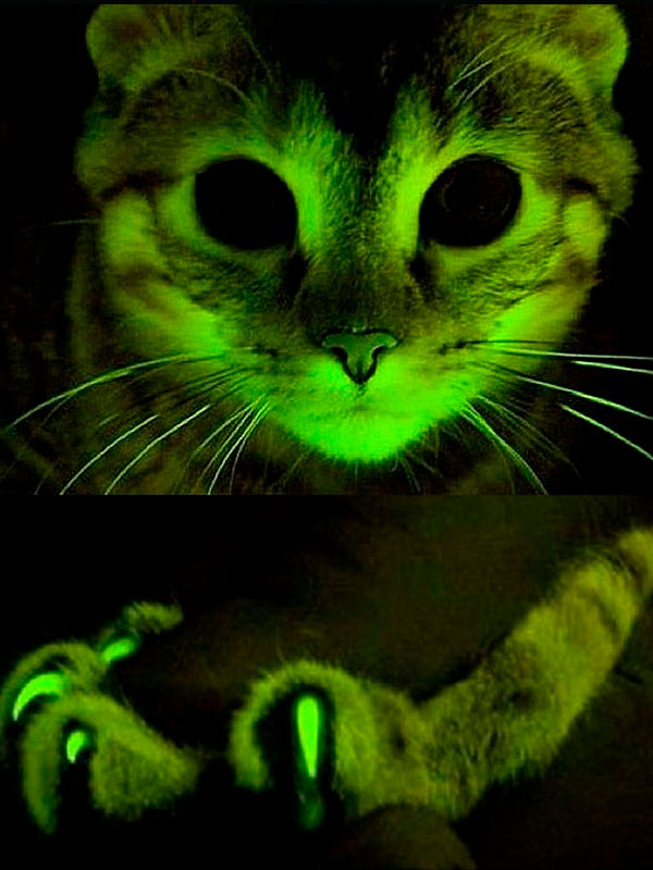 animales que brillan en la oscuridad