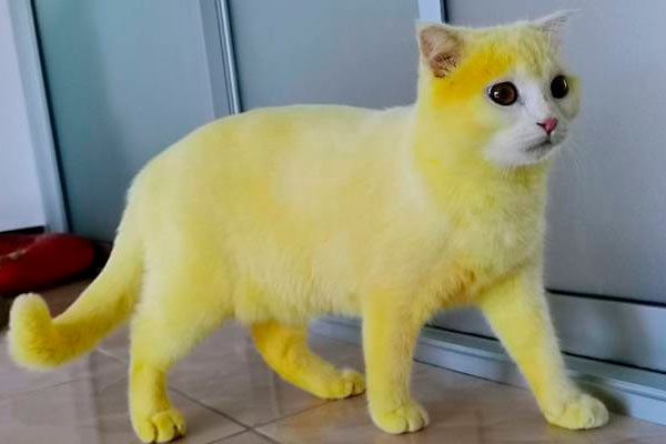 tailandesa puso amarillo a su gato