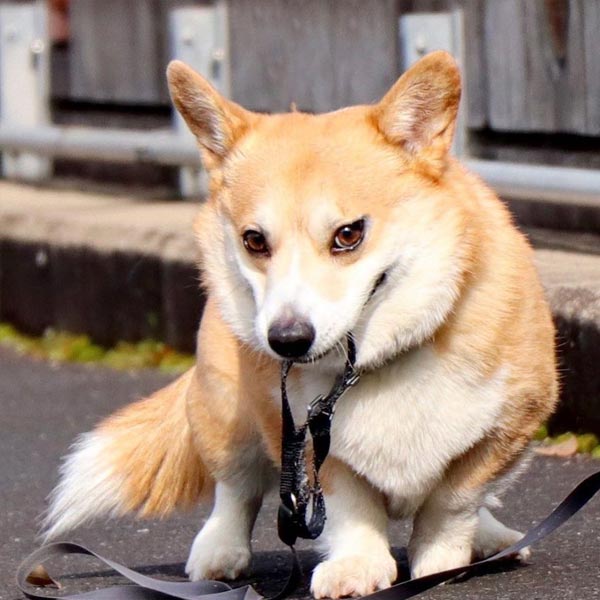 Gen The Corgi