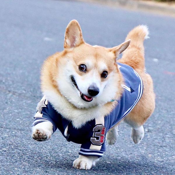 Gen The Corgi