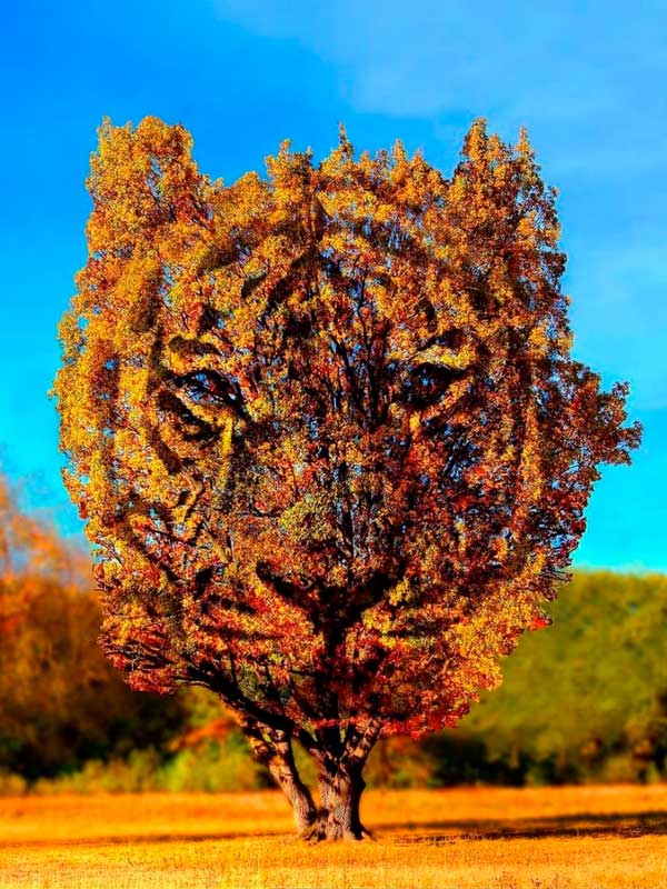 brillo lúdico a la naturaleza