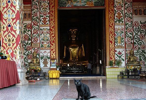 Gatos en lugares de culto