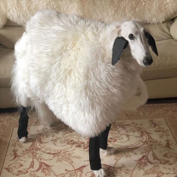 Instagram de Borzoi