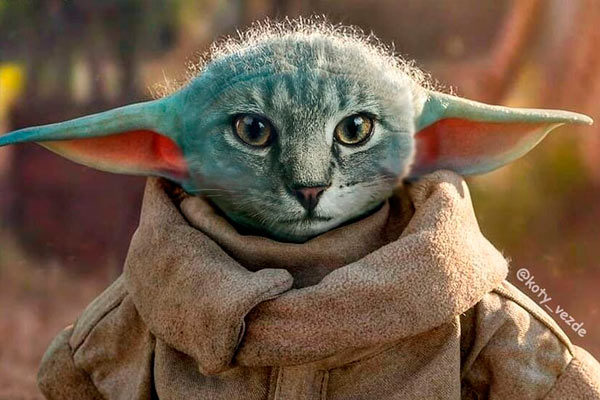 artista ruso abofetea al gato