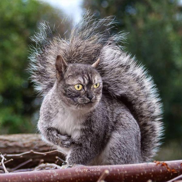 artista ruso abofetea al gato