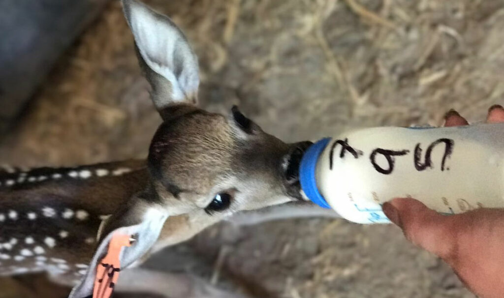 Animales exóticos como mascotas