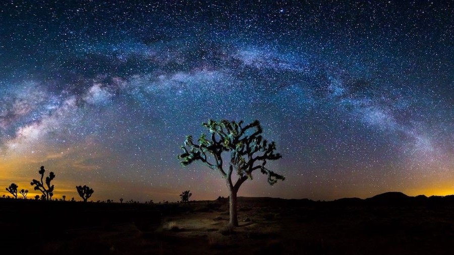 Árbol de Josué | Considere la vida en estos 10 lugares estelares bayas de cerebro