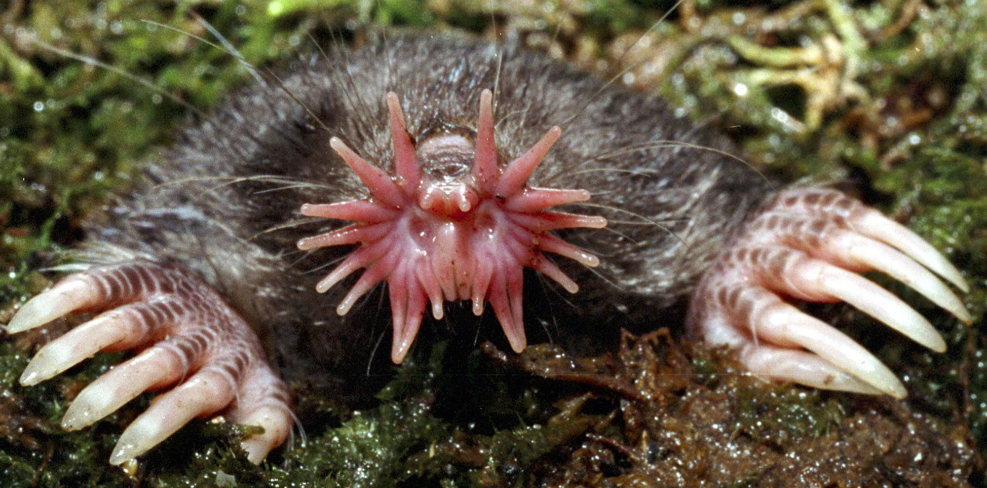 15 de los animales más aterradores que nunca conociste 6