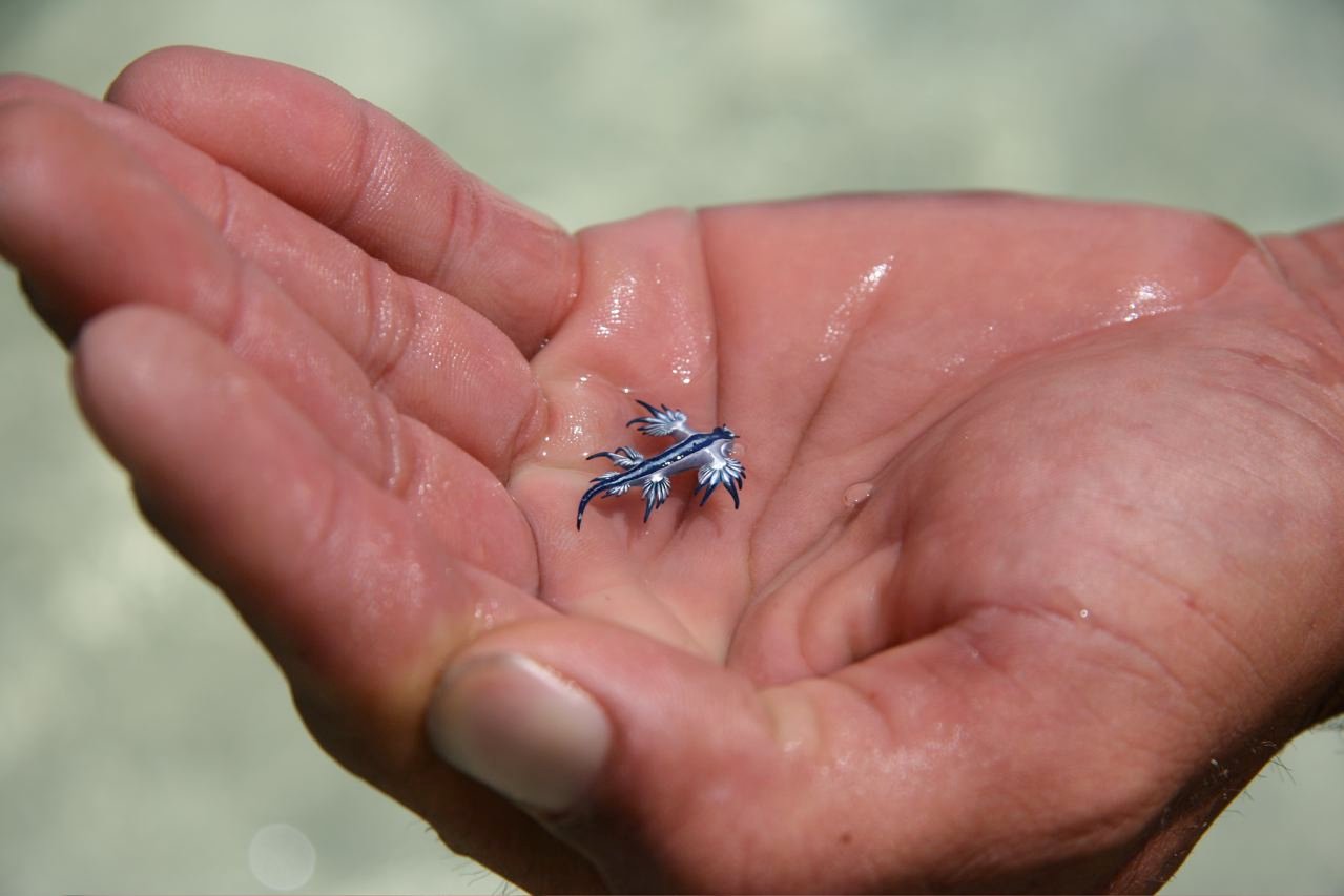 3 criaturas oceánicas de Liland que te golpearán 10