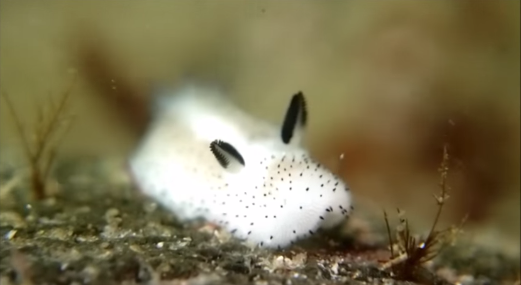 3 criaturas oceánicas de Liland que te golpearán 2