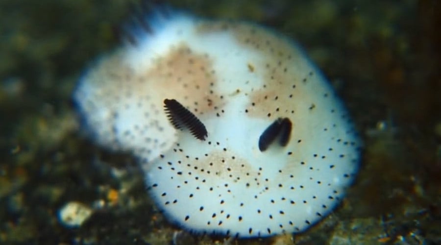 3 criaturas oceánicas de Liland que estropearán tu mente 3