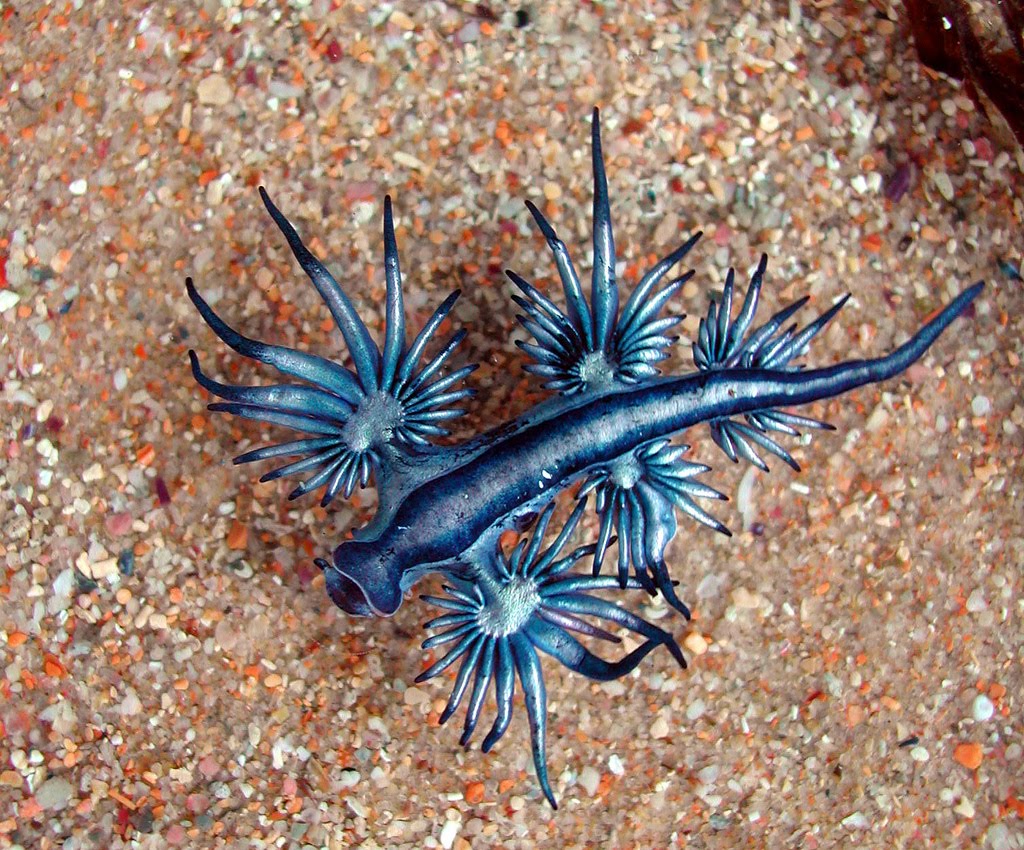 3 criaturas oceánicas de Liland que te golpearán 8