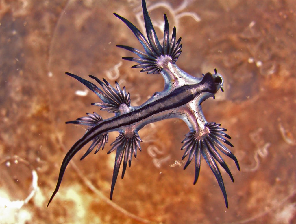 3 criaturas oceánicas de Liland que te golpearán 9