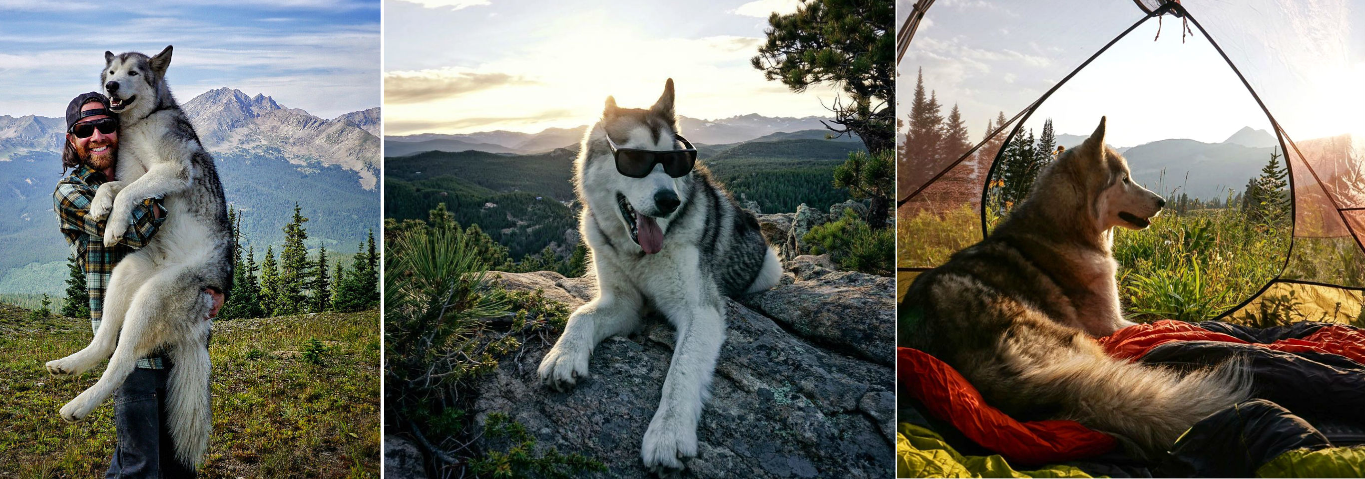 Loci Wolf Dog 1